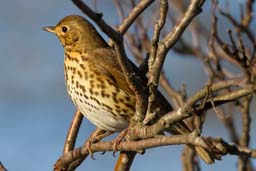 song thrush